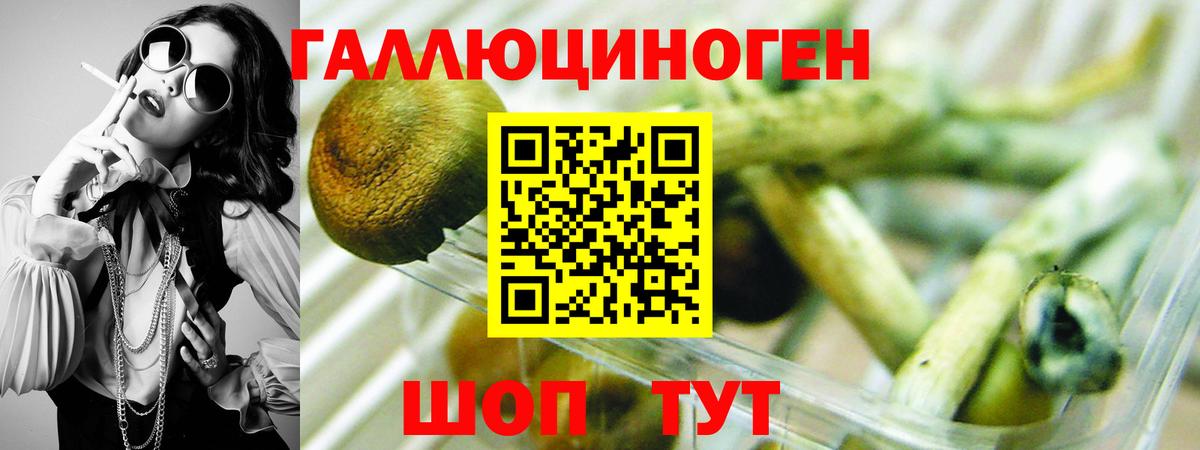 Галлюциногенные грибы Psilocybe Чапаевск